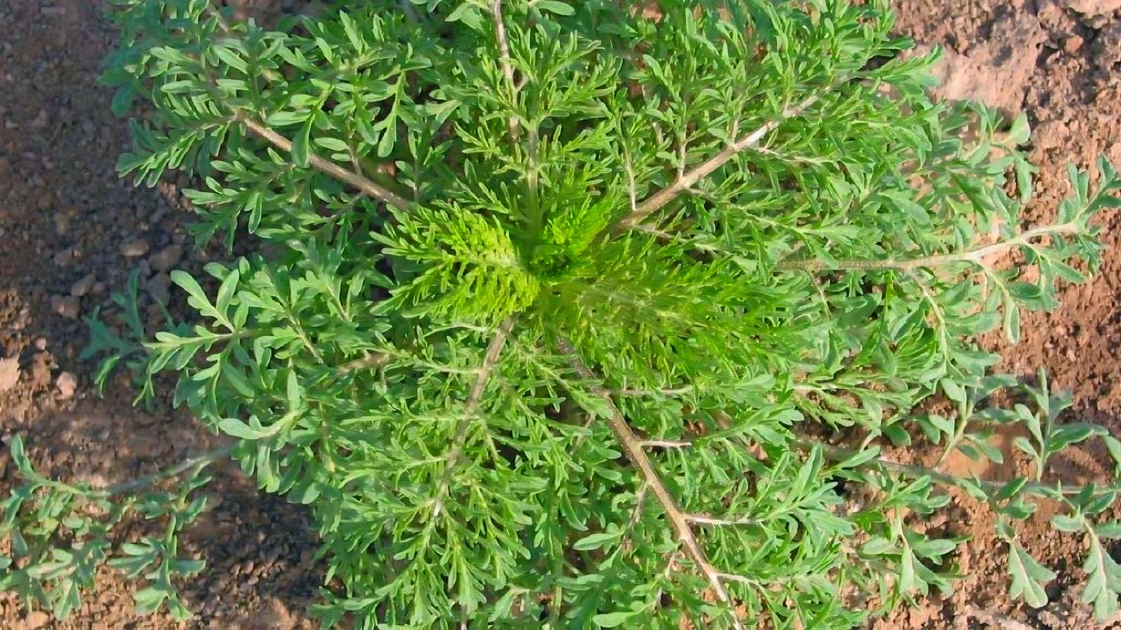 6